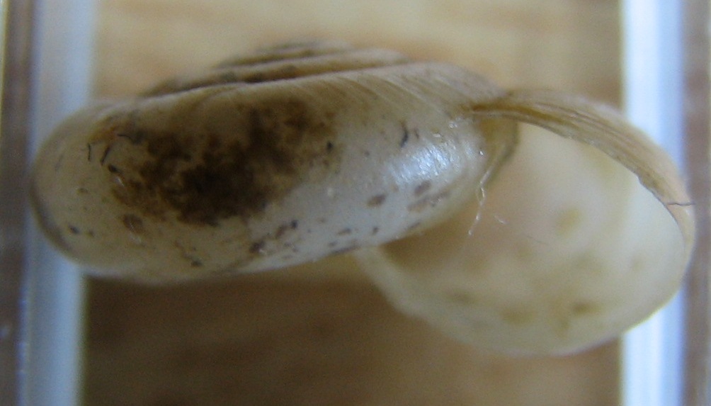 Oxychilus cf. perspectivus dall'' Isola di Mozia(TP)